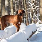 rhodesian ridgeback 3