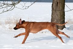 Rhodesian Ridgeback 3