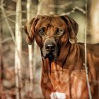 Rhodesian Ridgeback 