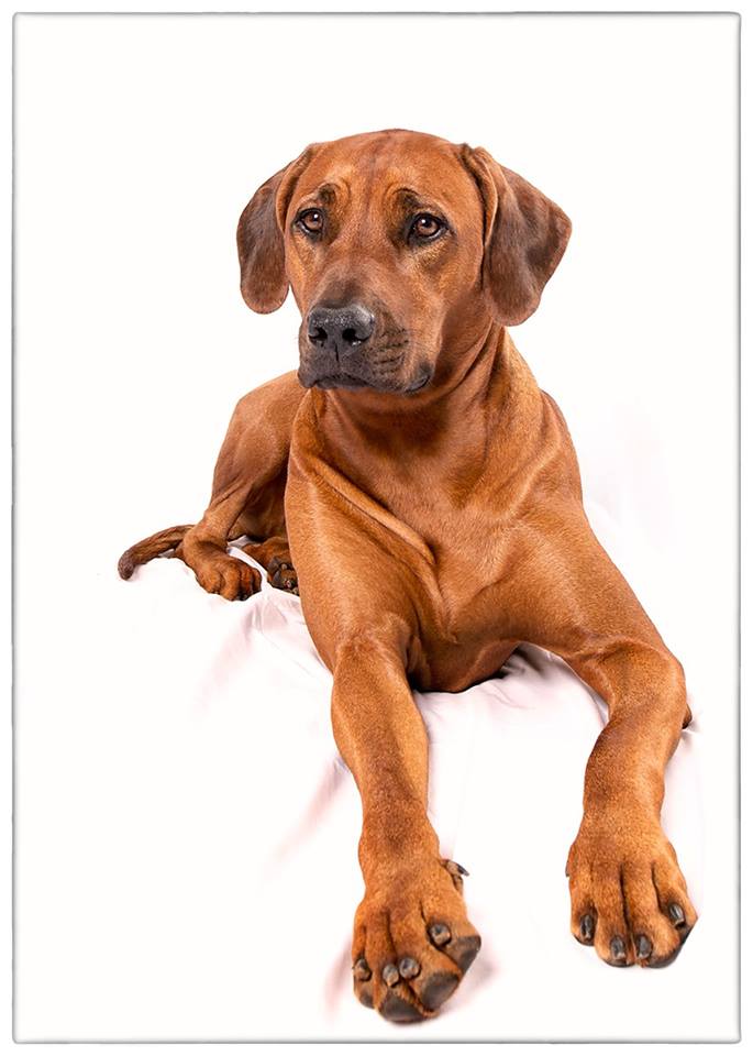 Rhodesian Ridgeback