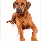 Rhodesian Ridgeback