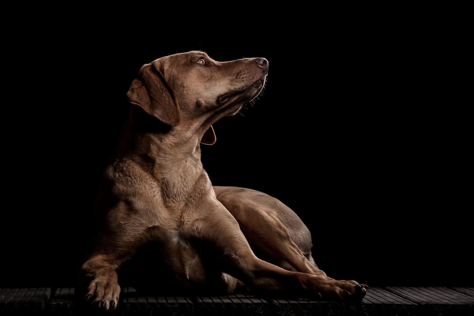 Rhodesian Ridgeback