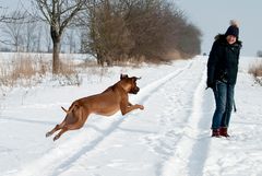 Rhodesian Ridgeback 4