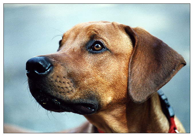 Rhodesian Ridgeback