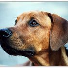 Rhodesian Ridgeback