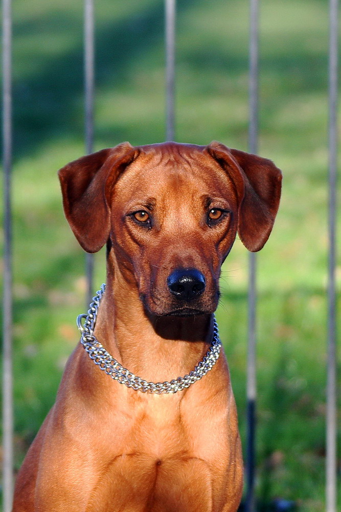 Rhodesian Ridgeback