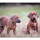 Rhodesian Ridgeback