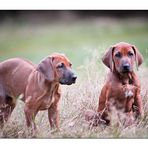 Rhodesian Ridgeback