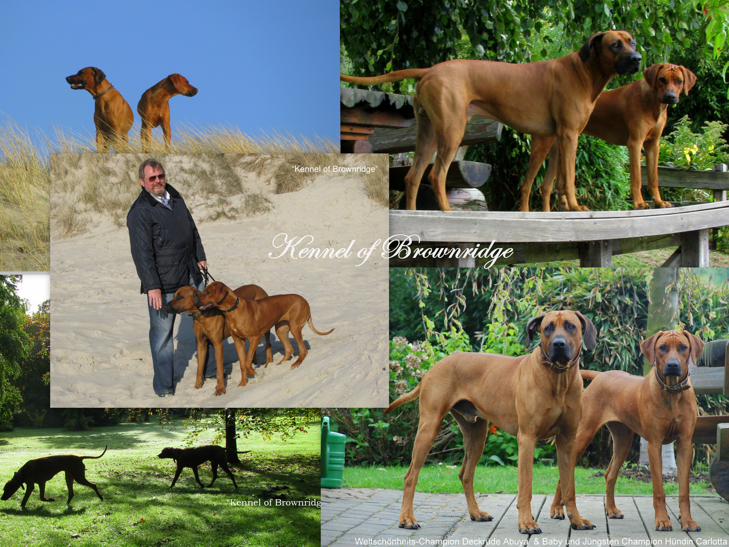 Rhodesian Ridgeback