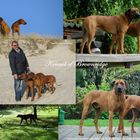 Rhodesian Ridgeback