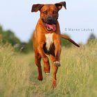 Rhodesian Ridgeback