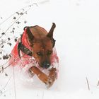 Rhodesian Ridgeback