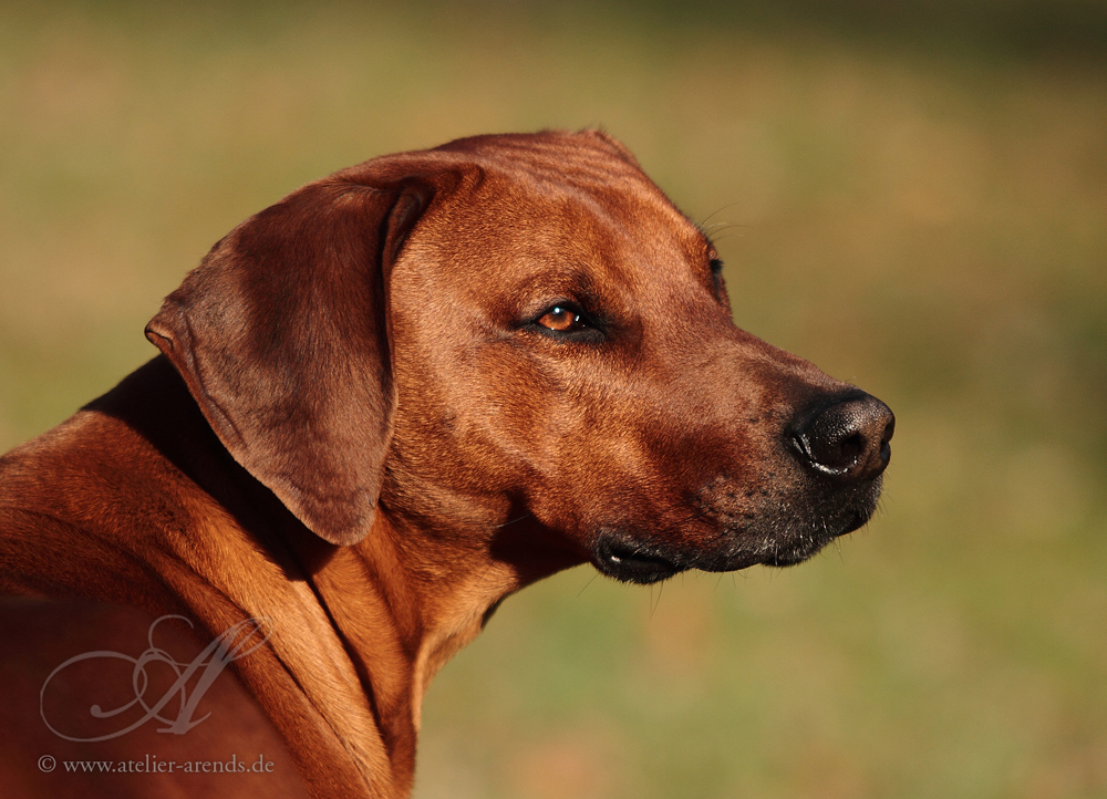 Rhodesian Ridgeback