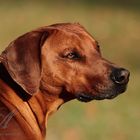 Rhodesian Ridgeback