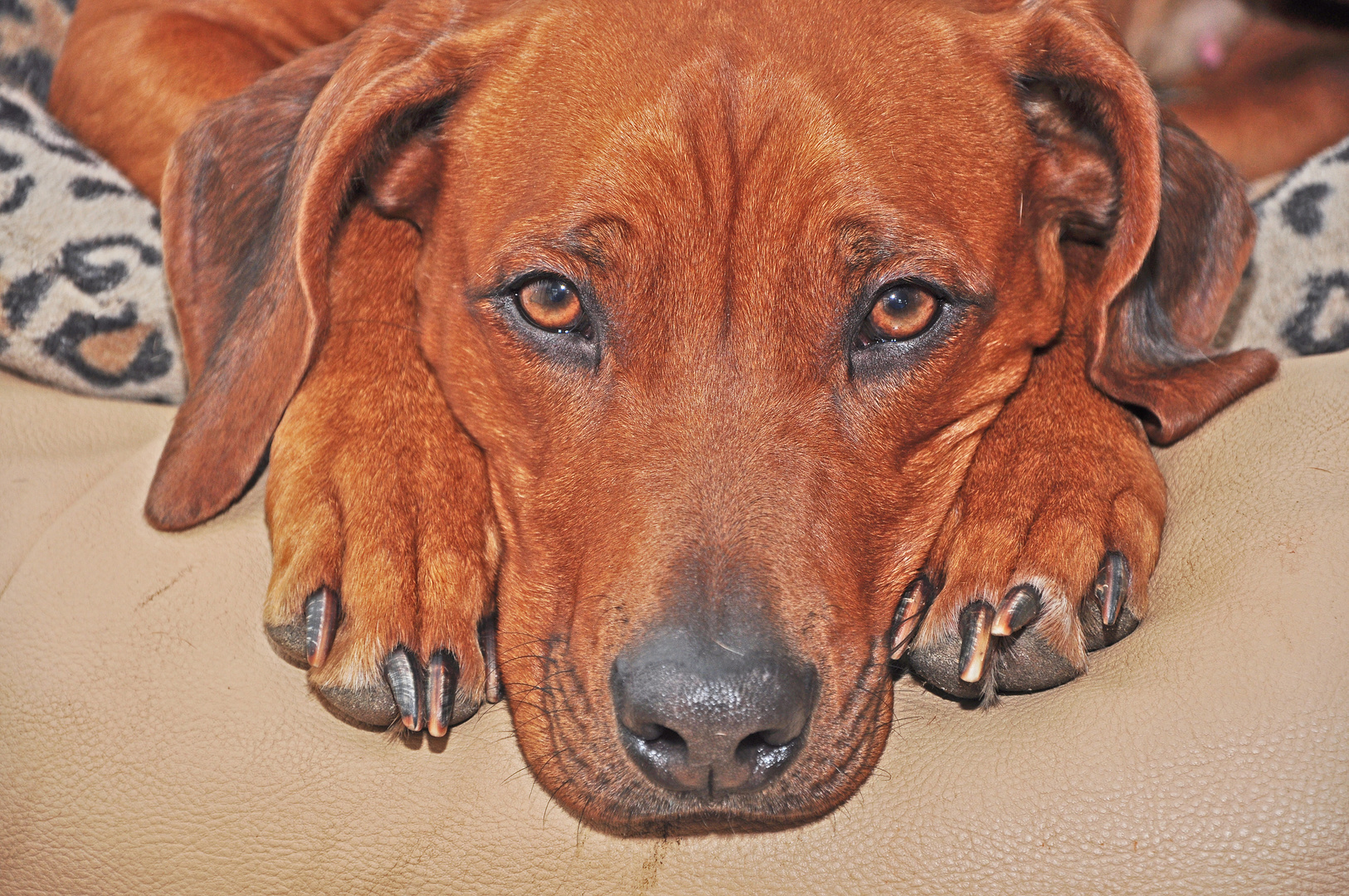 Rhodesian Ridgeback