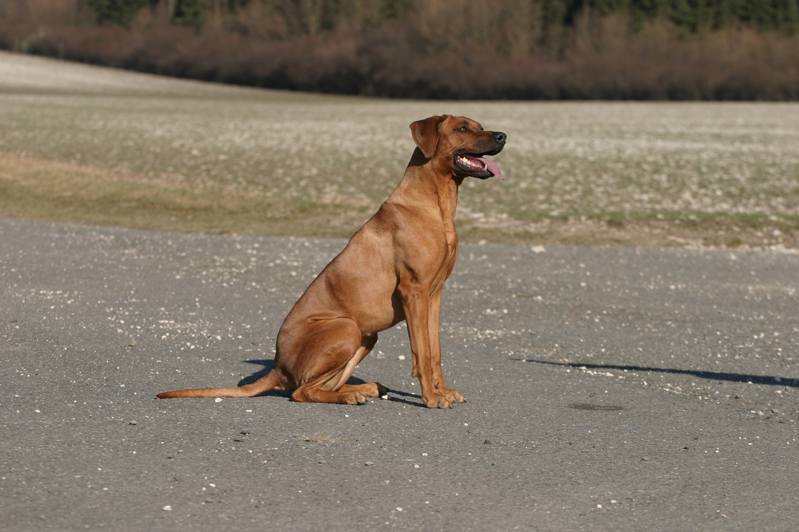 Rhodesian Ridgeback