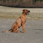 Rhodesian Ridgeback