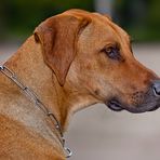 Rhodesian Ridgeback