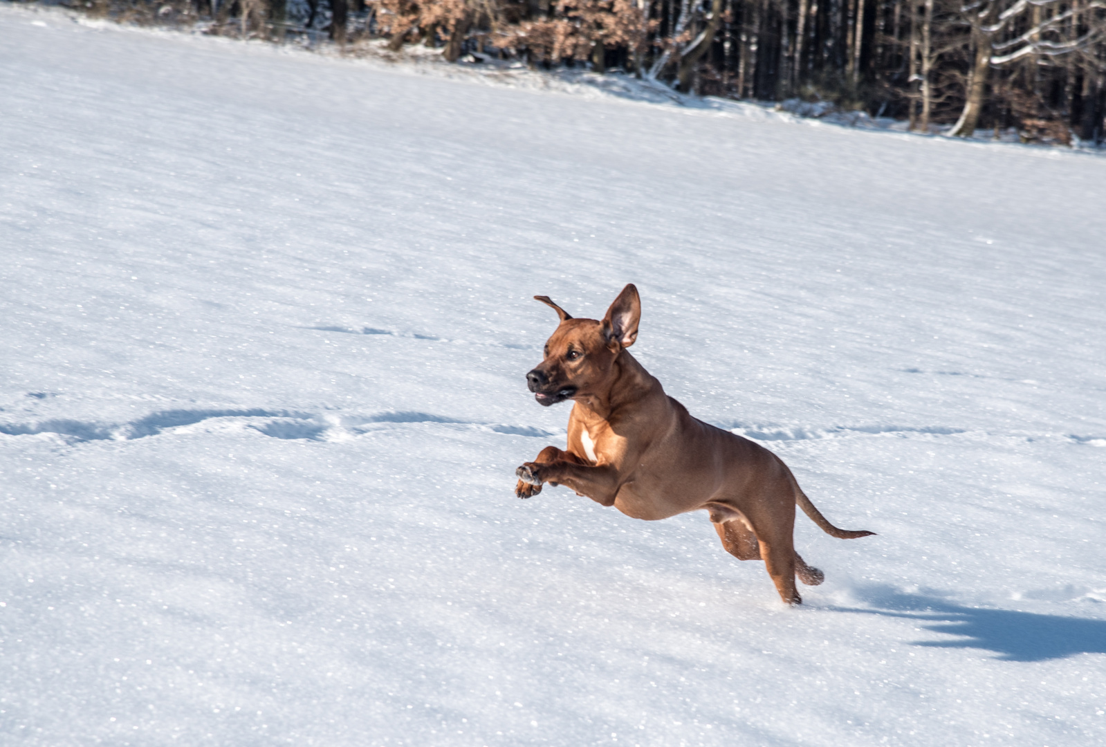 rhodesian ridgeback 