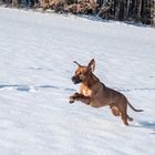 rhodesian ridgeback 