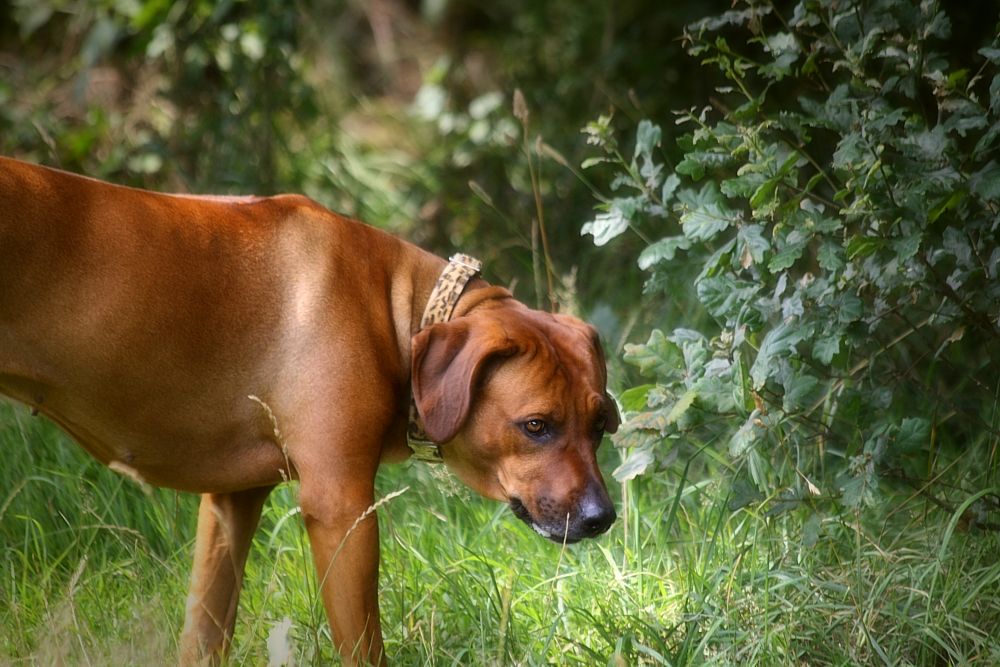 Rhodesian Ridgeback