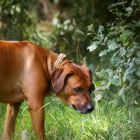 Rhodesian Ridgeback