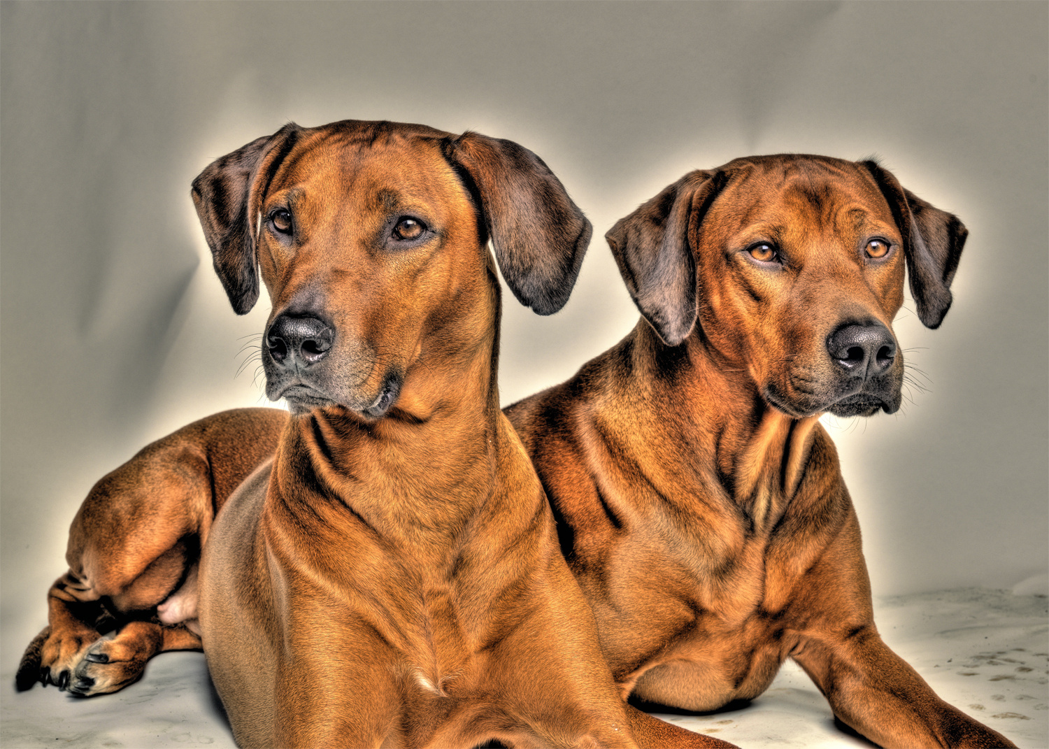 Rhodesian Ridgeback