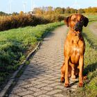 Rhodesian Ridgeback