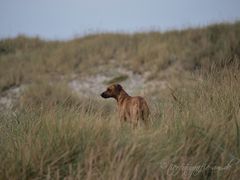 Rhodesian Ridgeback