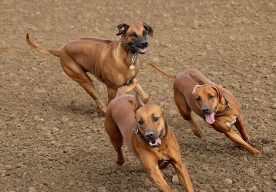 Rhodesian Ridgeback