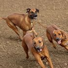 Rhodesian Ridgeback