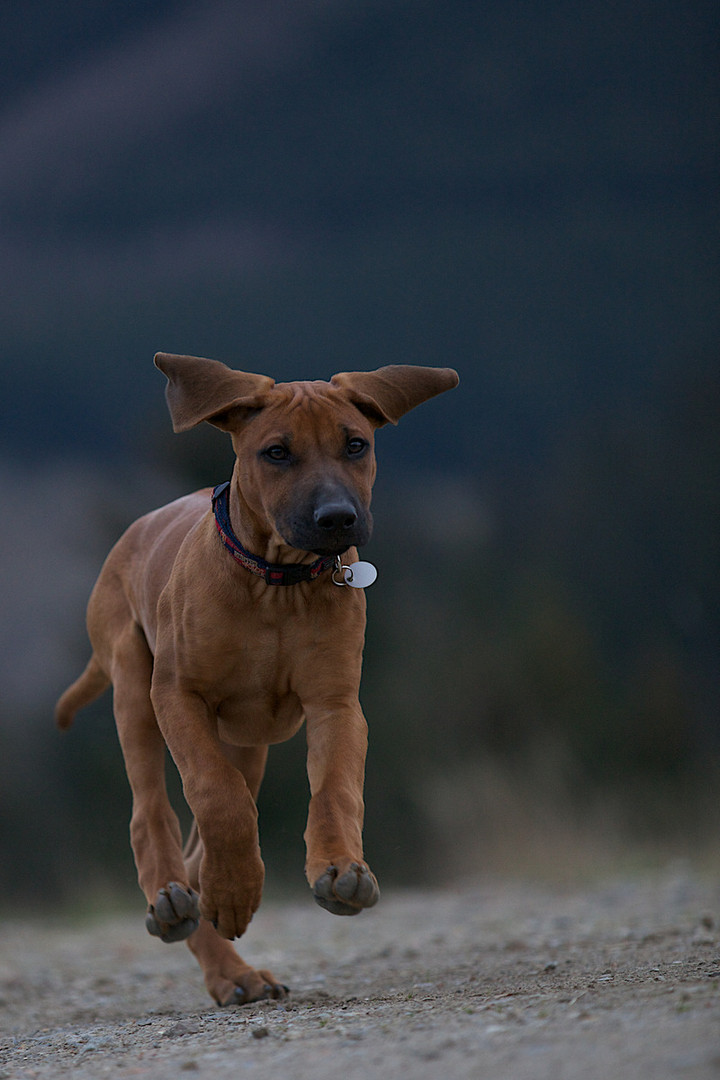 Rhodesian Ridgeback