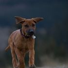 Rhodesian Ridgeback