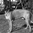 Rhodesian Ridgeback