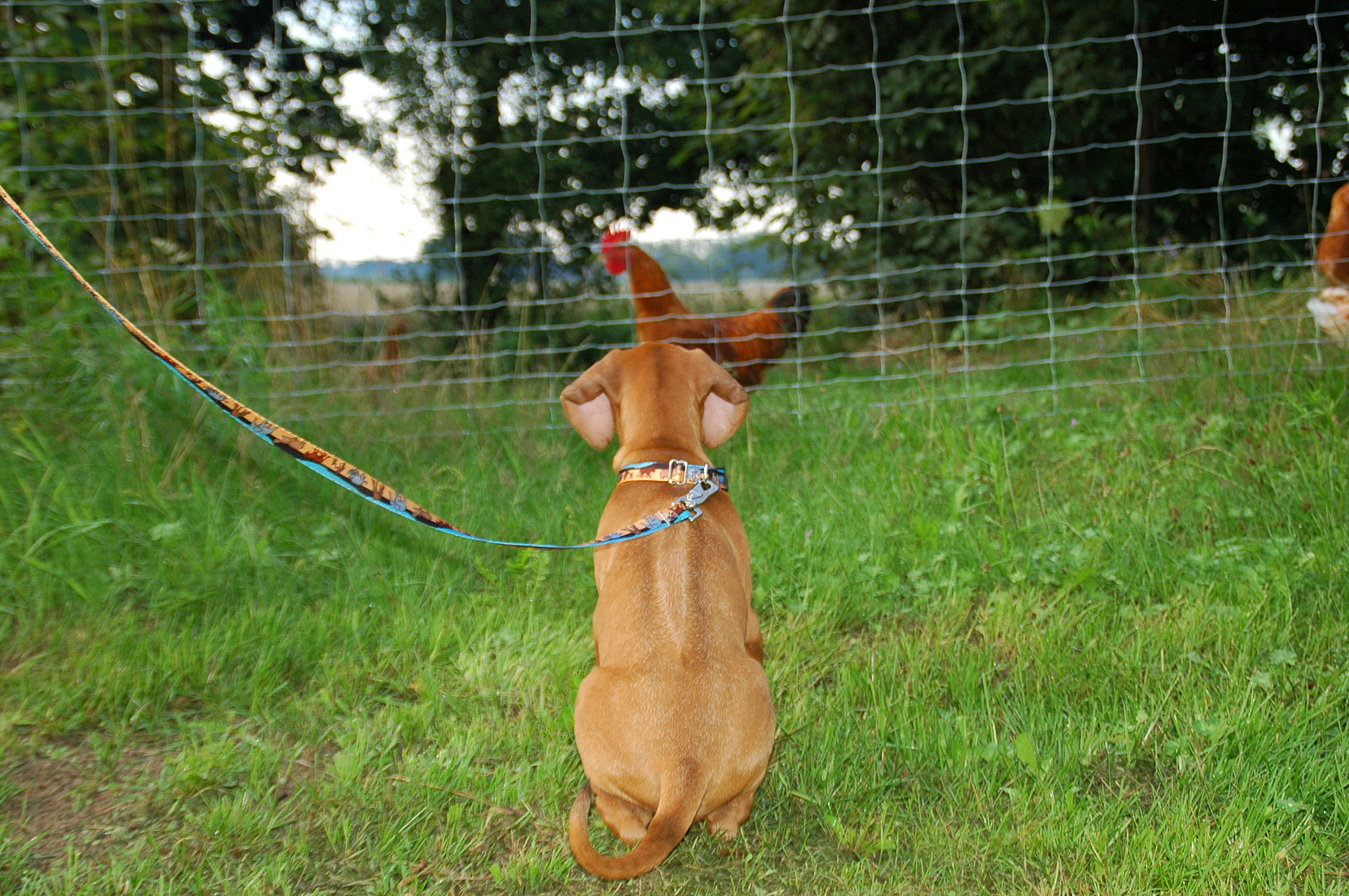 Rhodesian Ridgeback