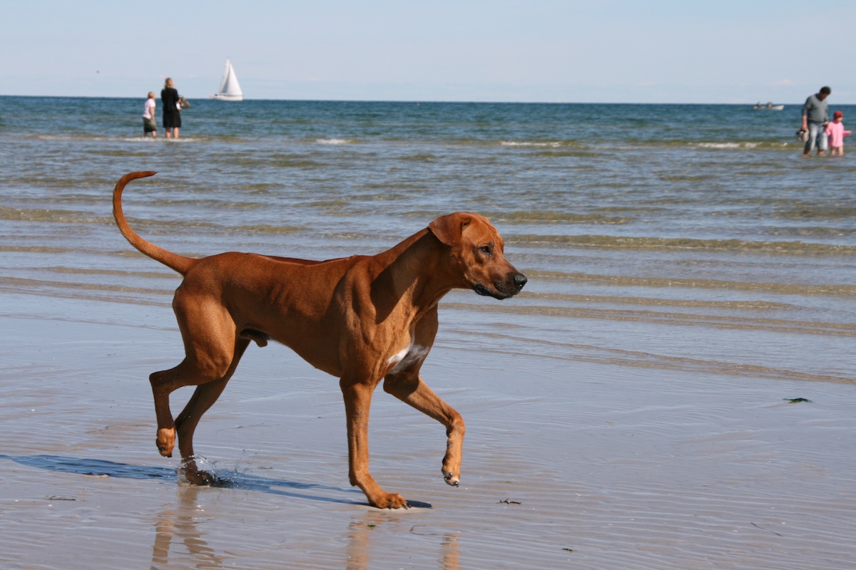 Rhodesian Ridgeback