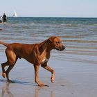 Rhodesian Ridgeback