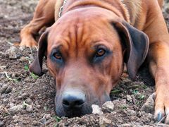 Rhodesian Ridgeback