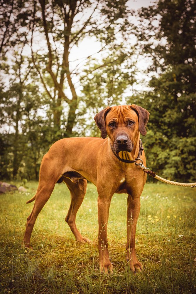 Rhodesian ridgeback