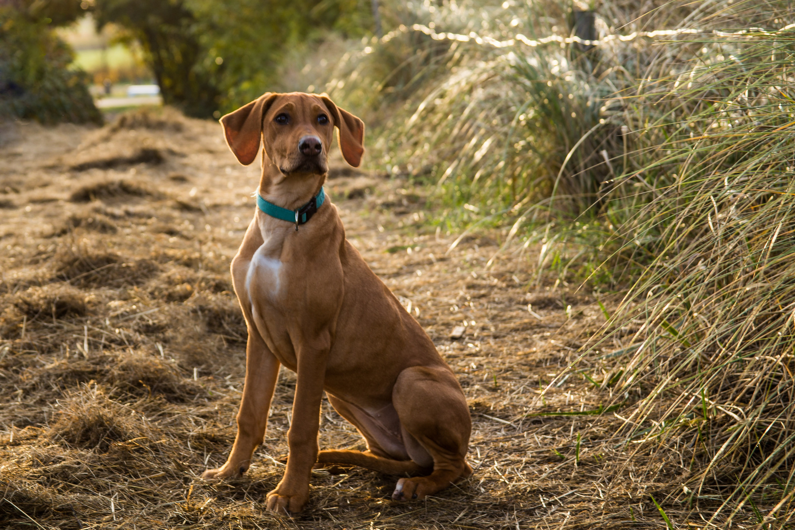 Rhodesian Ridgeback