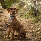 Rhodesian Ridgeback