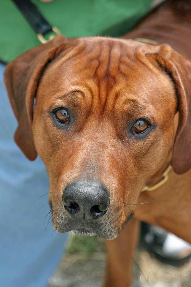 Rhodesian Ridgeback - African Lion Hound