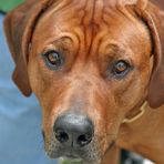 Rhodesian Ridgeback - African Lion Hound