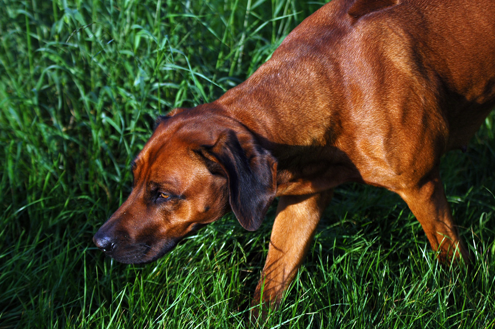 Rhodesian Ridgeback Alte Nase