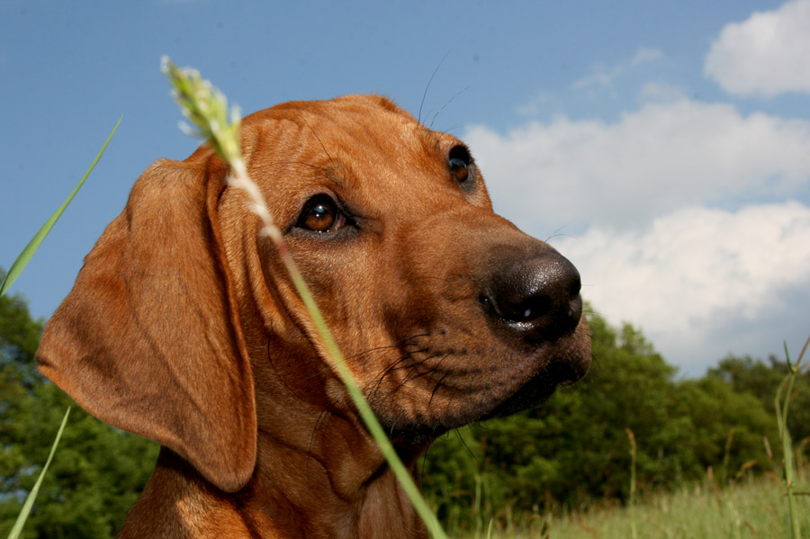 Rhodesian Ridgeback Amali 2 Monate alt :)