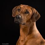 Rhodesian Ridgeback Amy