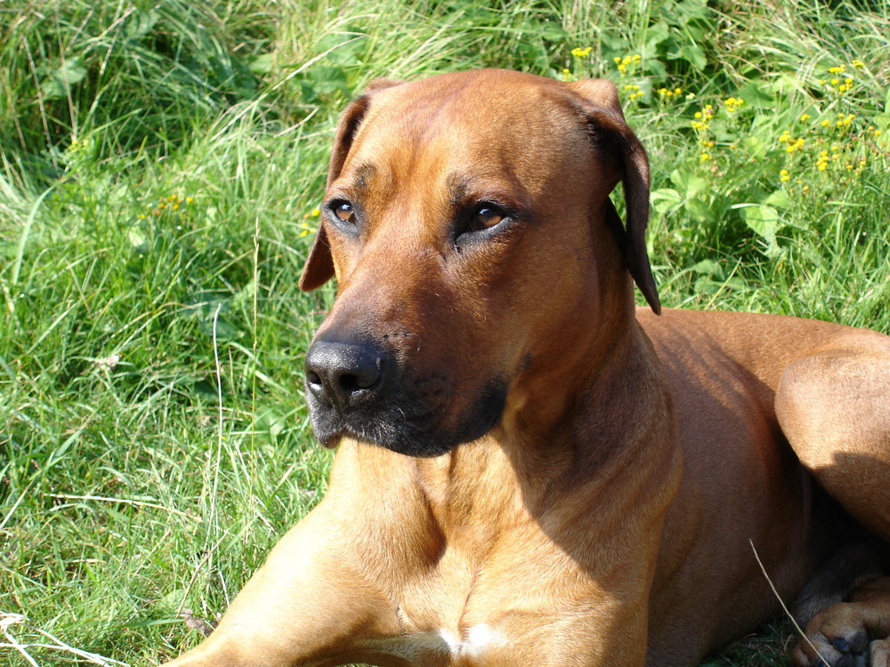 Rhodesian Ridgeback Aris - Texel 2008