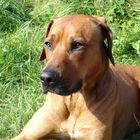 Rhodesian Ridgeback Aris - Texel 2008