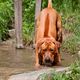 Rhodesian Ridgeback 