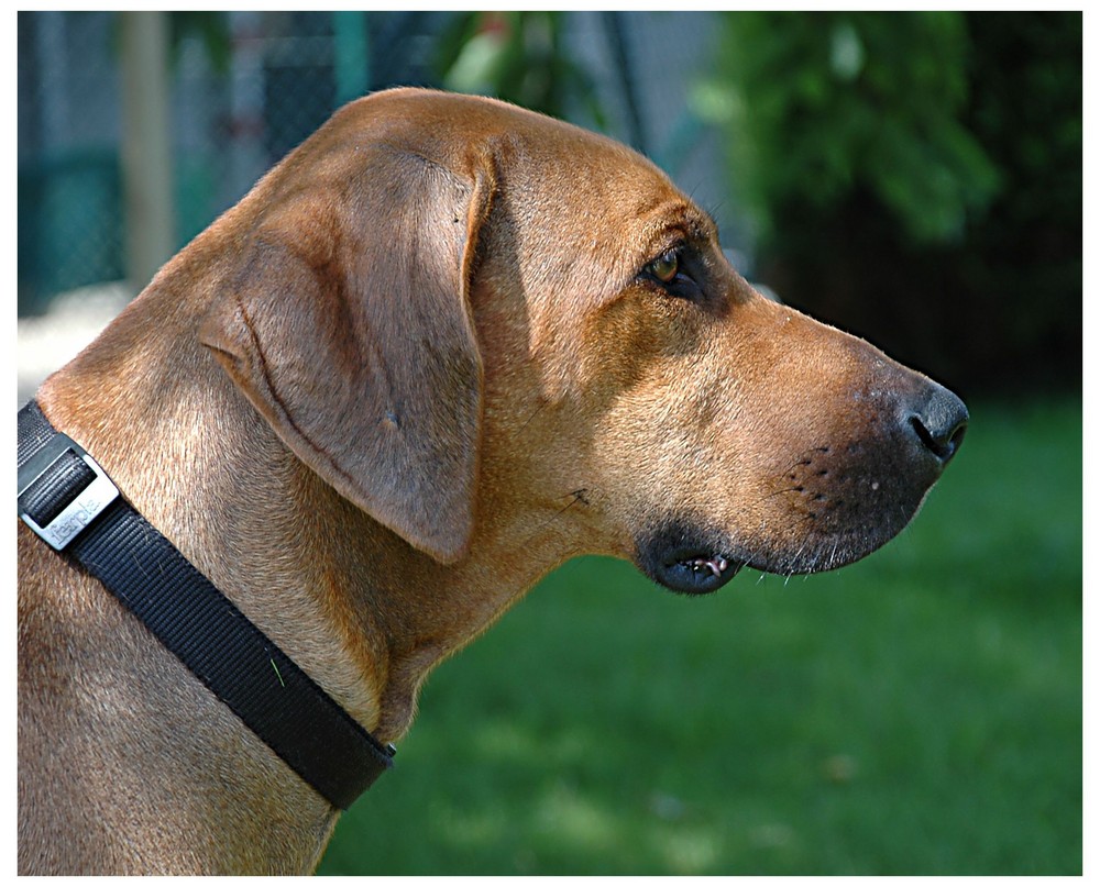 Rhodesian Ridgeback